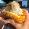 укуренный