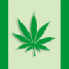 MrRastaman
