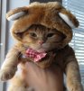Koshka777