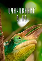   HD